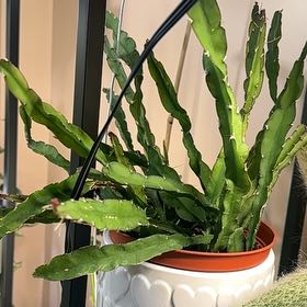 Photo of the plant species Hurricane Cactus by @TishPlanty75 named Marley on Greg, the plant care app