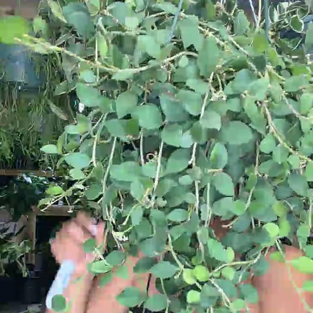 Photo of the plant species Hoya nummularioides by @TishPlanty75 named Messi on Greg, the plant care app