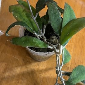 Photo of the plant species Hoya undulata by @TishPlanty75 named Hamilton on Greg, the plant care app