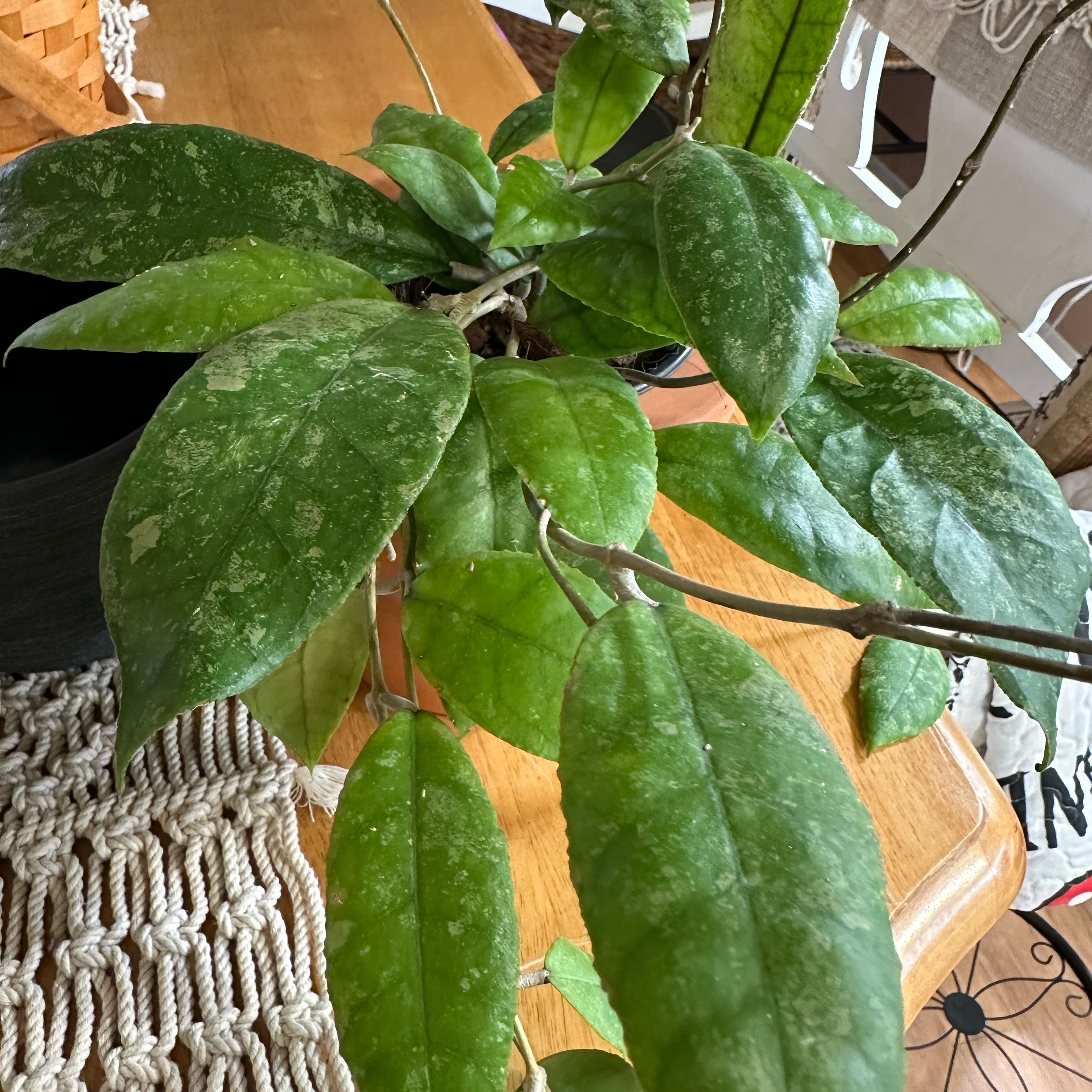 Photo of the plant species Hoya lambii by @TishPlanty75 named Apollo on Greg, the plant care app