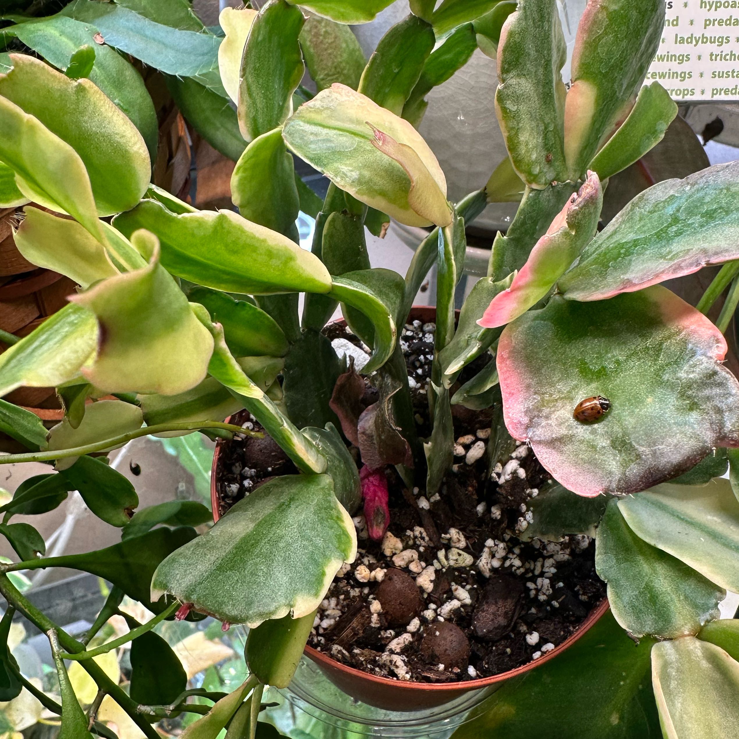 Photo of the plant species Variegated Christmas Cactus by @TishPlanty75 named Michelle Branch on Greg, the plant care app