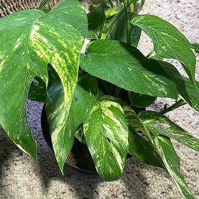 Photo of the plant species Yellow Flame by @TishPlanty75 named Gates on Greg, the plant care app