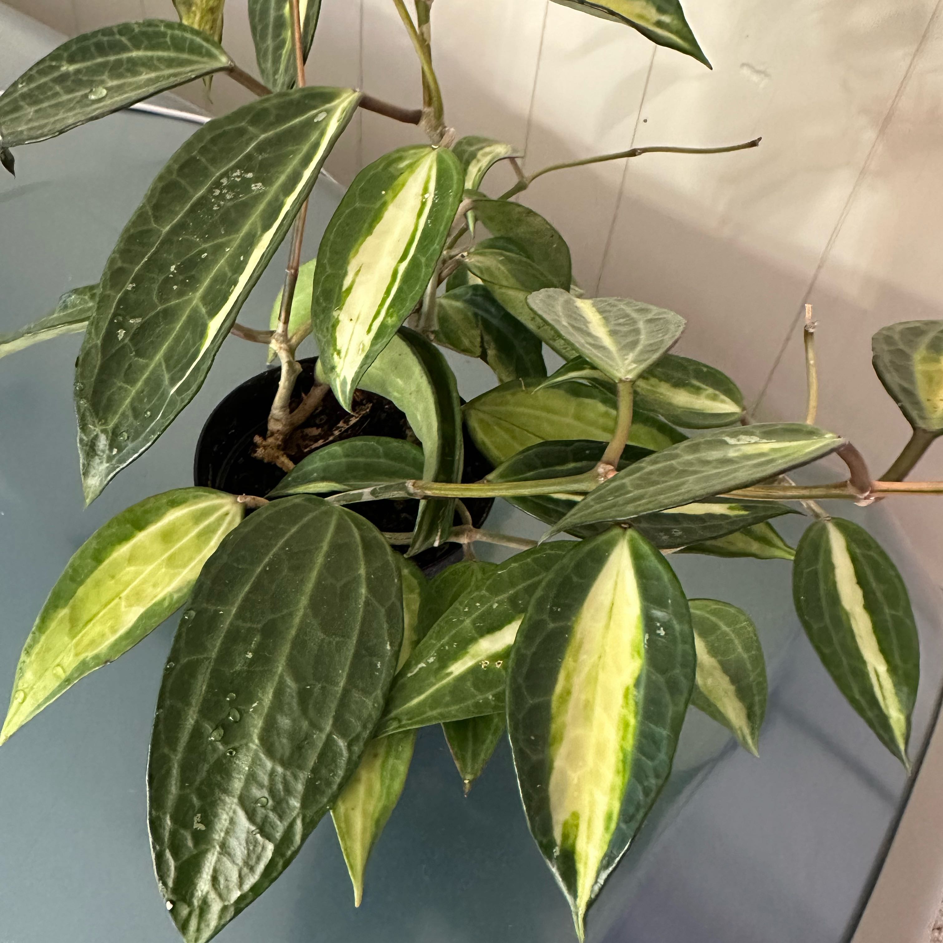 (S)ホヤ ポットオブゴールド Hoya macrophylla 'Pot of Gold' (#347798666) – Zen Botanicals