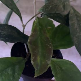 Photo of the plant species Hoya Chicken Farm by @TishPlanty75 named Plato on Greg, the plant care app