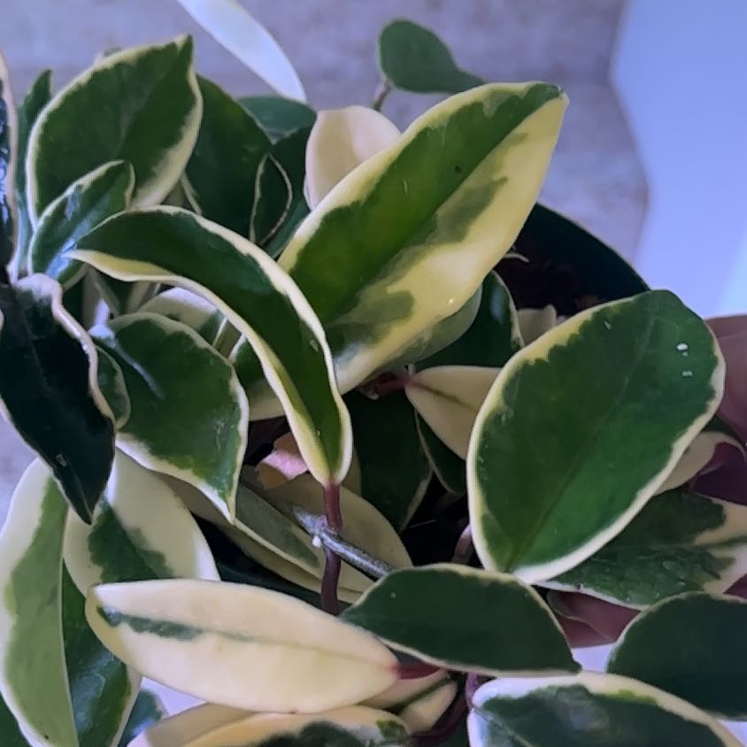 Photo of the plant species Hoya Suzie Q by @TishPlanty75 named Denali on Greg, the plant care app