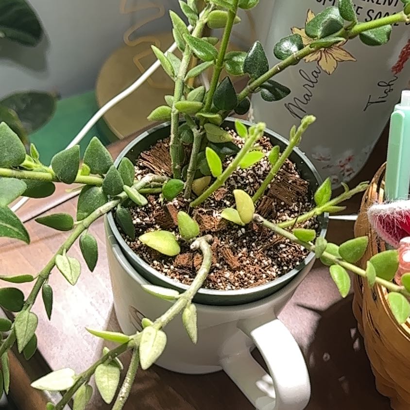 Photo of the plant species Hoya Chinghungensis by @TishPlanty75 named Gregarious on Greg, the plant care app