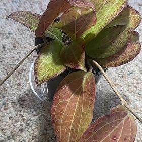 Photo of the plant species Hoya merilli by @TishPlanty75 named Dolores on Greg, the plant care app