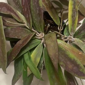 Photo of the plant species Hoya bordenii by @TishPlanty75 named Doja Cat on Greg, the plant care app