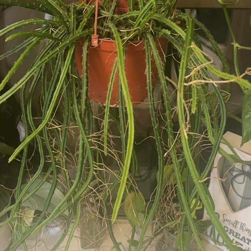 Photo of the plant species Honduran Moonlight Cactus by @TishPlanty75 named Fernie Mac on Greg, the plant care app