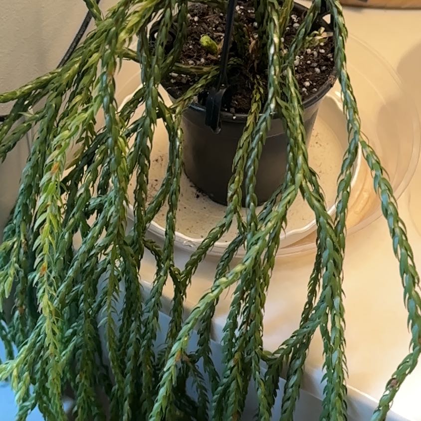 Photo of the plant species Dragon Necklace by @TishPlanty75 named Gomez on Greg, the plant care app