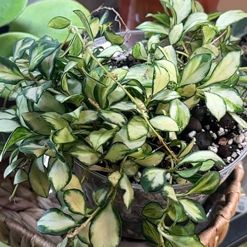 Photo of the plant species Hoya heuschkeliana variegata by @TishPlanty75 named Foxxy on Greg, the plant care app