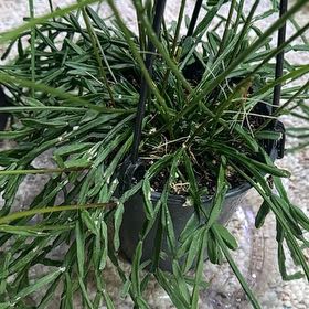 Photo of the plant species Mistletoe Cactus by @TishPlanty75 named Madonna on Greg, the plant care app