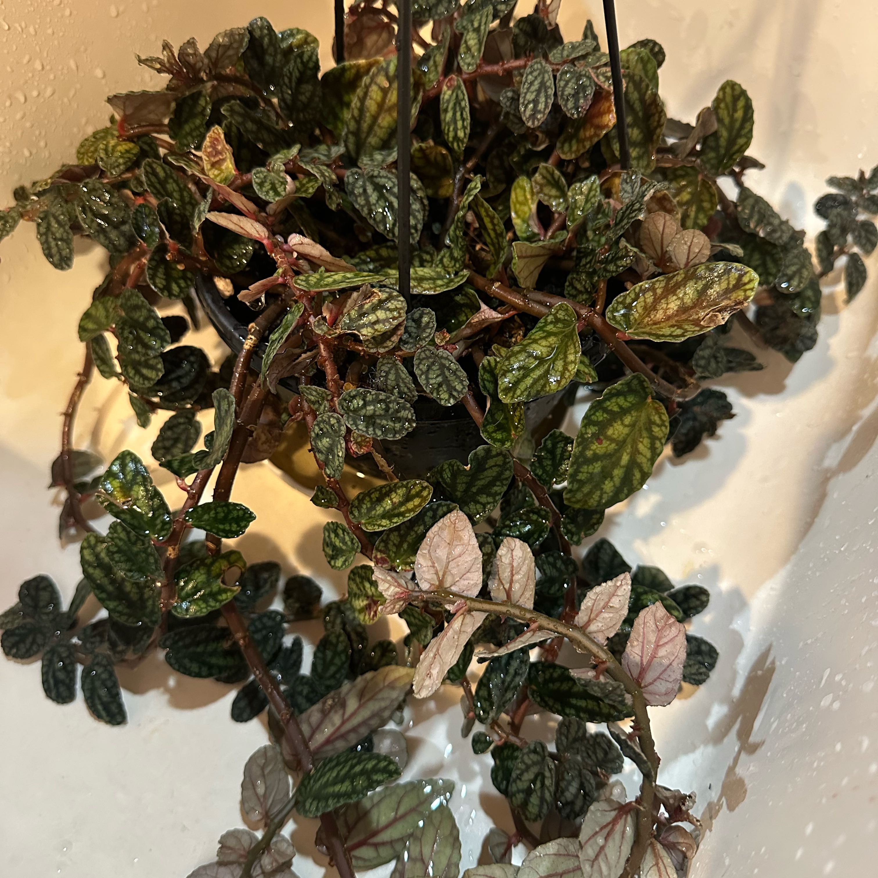 Photo of the plant species Watermelon Begonia by @TishPlanty75 named Gobi on Greg, the plant care app