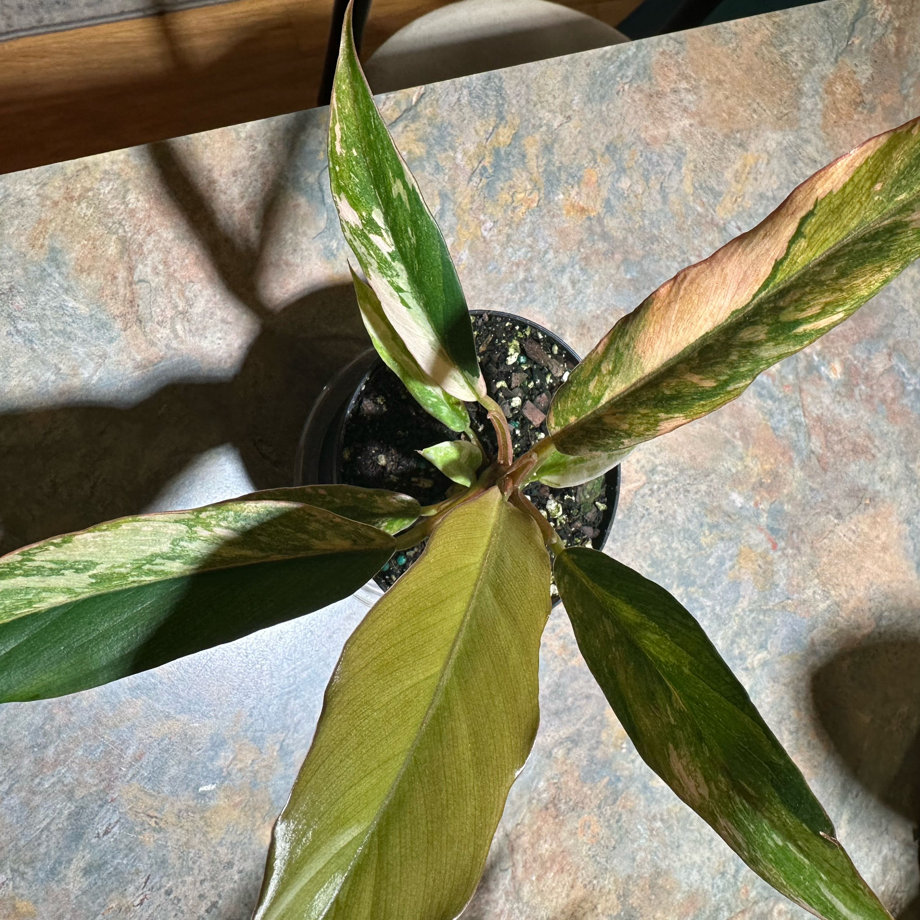 Photo of the plant species Caramel Marble Philodendron by @TishPlanty75 named Fernie Mercury on Greg, the plant care app