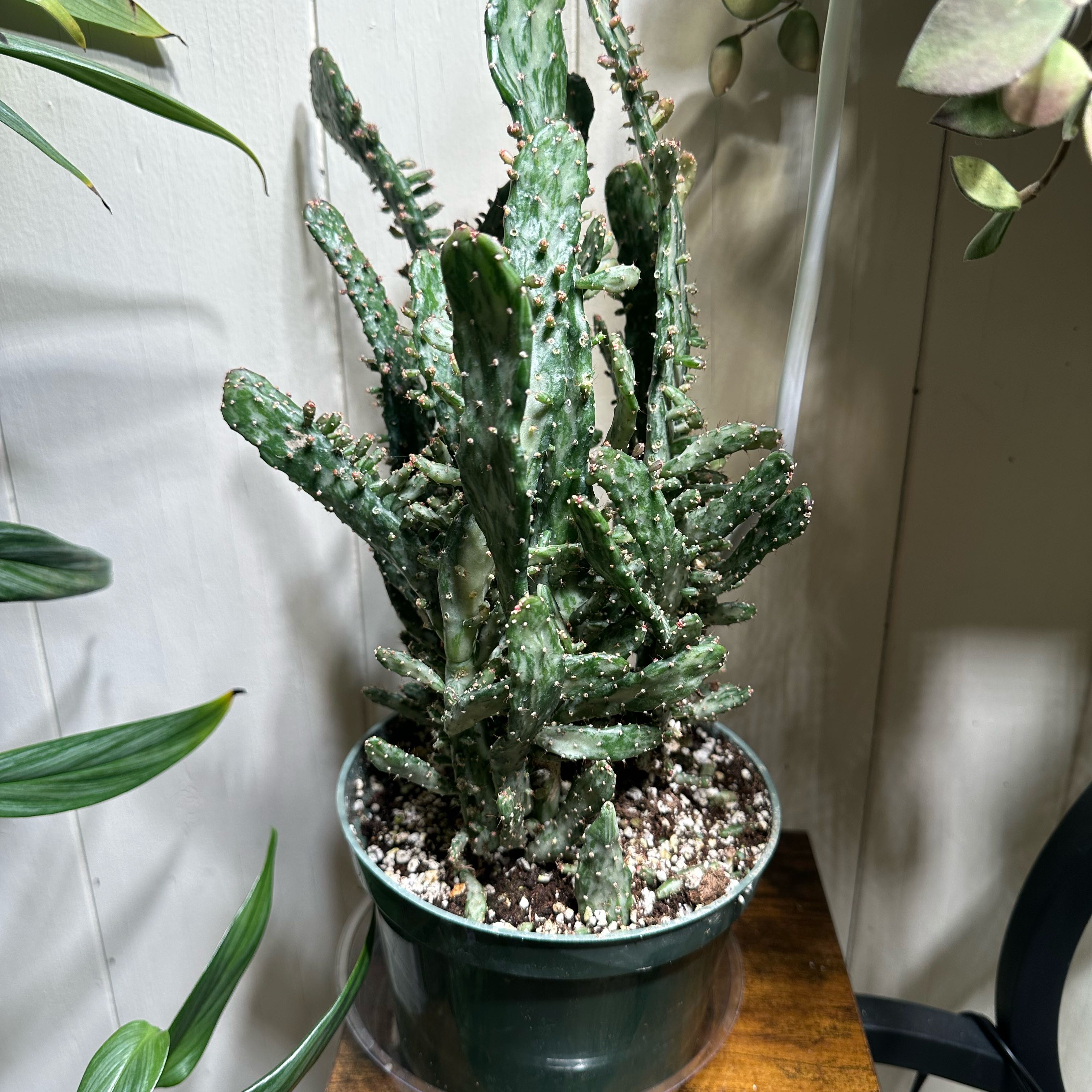 Photo of the plant species Joseph's Coat by @TishPlanty75 named Sir Plancelot on Greg, the plant care app