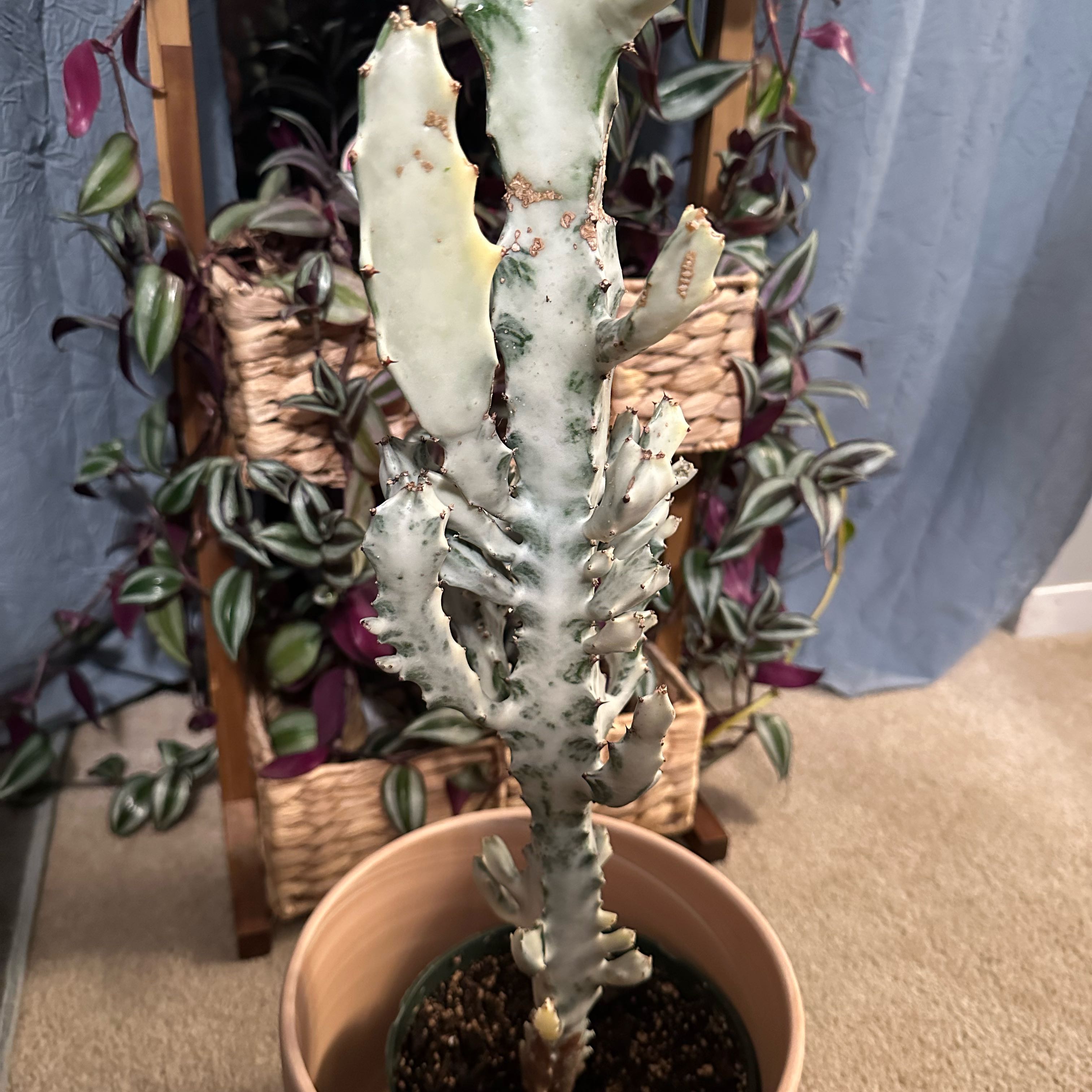 Photo of the plant species White Ghost Euphorbia by @TishPlanty75 named Robert Plant on Greg, the plant care app