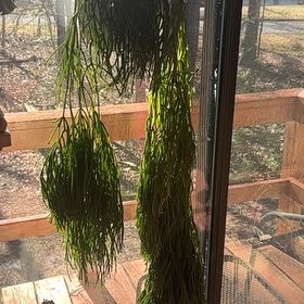 Photo of the plant species Rhipsalis clavata by @TishPlanty75 named Tolkien on Greg, the plant care app