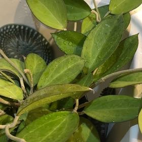 Photo of the plant species Hoya patcharawalai023 by @TishPlanty75 named Scarlett on Greg, the plant care app