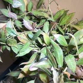 Photo of the plant species Hoya 'Sunrise' by @TishPlanty75 named Rebekah on Greg, the plant care app
