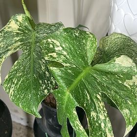 Photo of the plant species Monstera 'White Monster' by @TishPlanty75 named Navajo on Greg, the plant care app