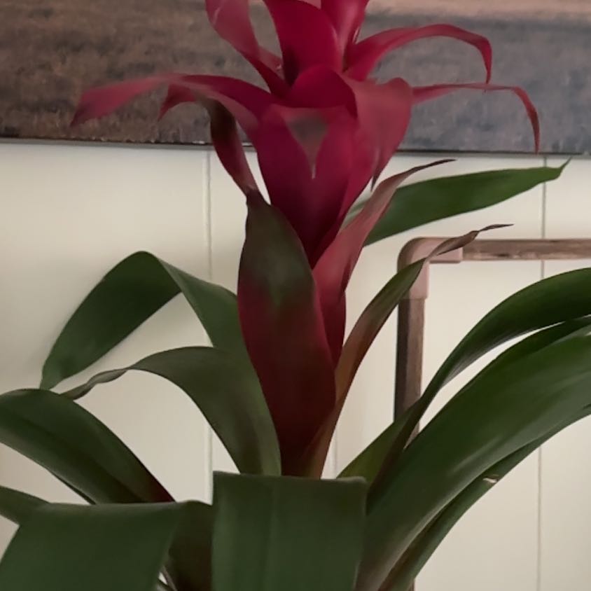 Photo of the plant species Bromeliad Antonio Pink by @SavannaDara named Xena on Greg, the plant care app