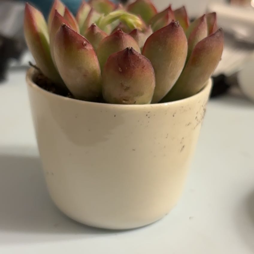 Photo of the plant species Red Edge Echevaria by @SavannaDara named Haven on Greg, the plant care app