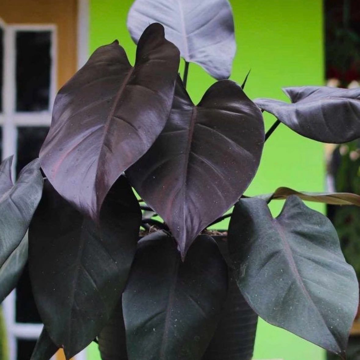Photo of the plant species Philodendron Royal Queen by @SavannaDara named Queen Sheba on Greg, the plant care app
