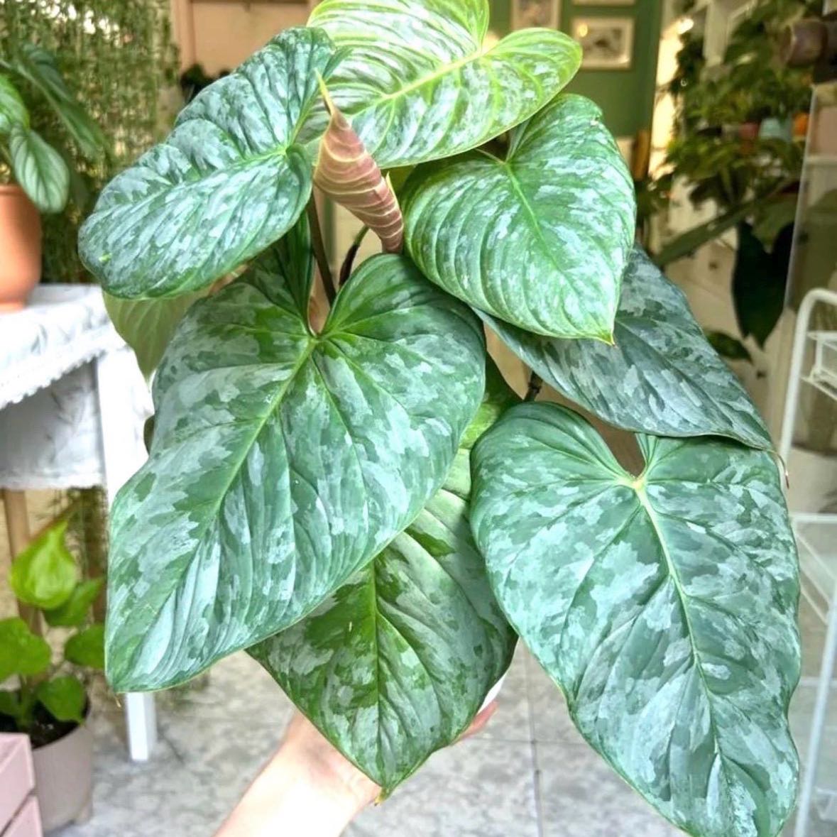 Photo of the plant species Philodendron 'Majestic' by @SavannaDara named Dorian Grey on Greg, the plant care app