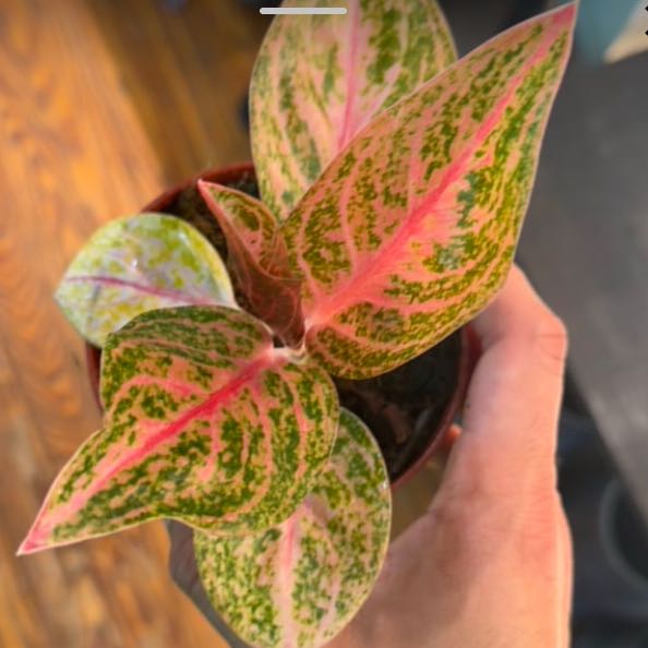 Plant care for Alocasia 'Purple Sword' on Greg, the plant care app