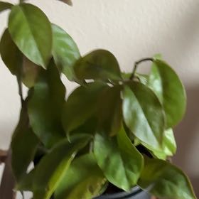 Photo of the plant species lemon vine by @ActualLavender named Sherlock on Greg, the plant care app