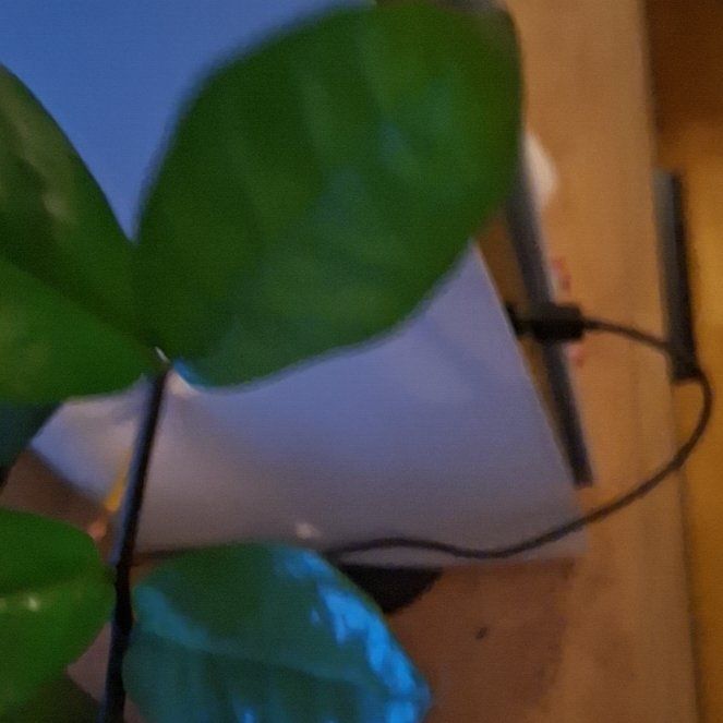 Photo of the plant species Redcardinal by @AlertDuckpotato named Beyonce on Greg, the plant care app