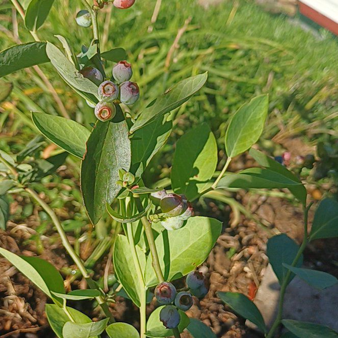 Photo of the plant species Blueberry Delight Juniper by @PreciseSuncup51 named Anne on Greg, the plant care app