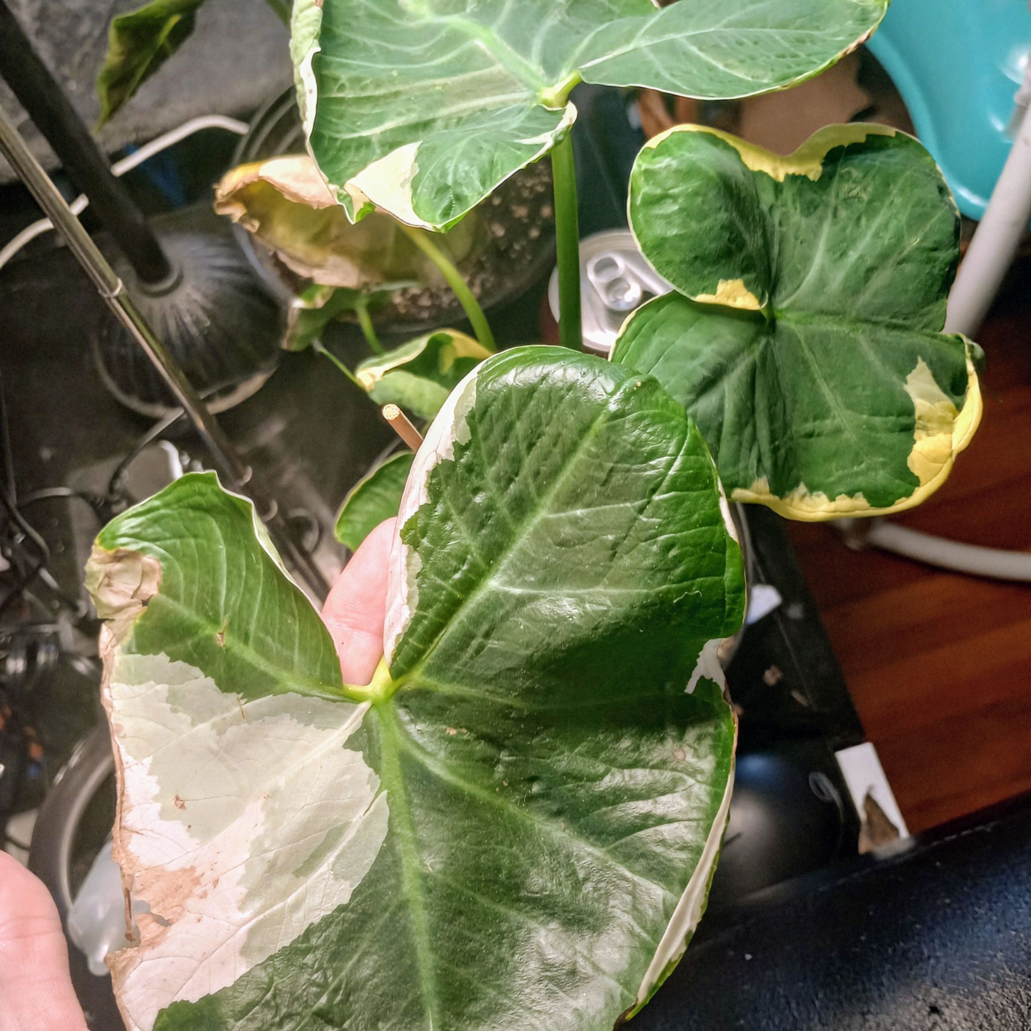 Photo of the plant species Alocasia 'Mickey Mouse' Variegated by @LastingCoccoon named Zion on Greg, the plant care app