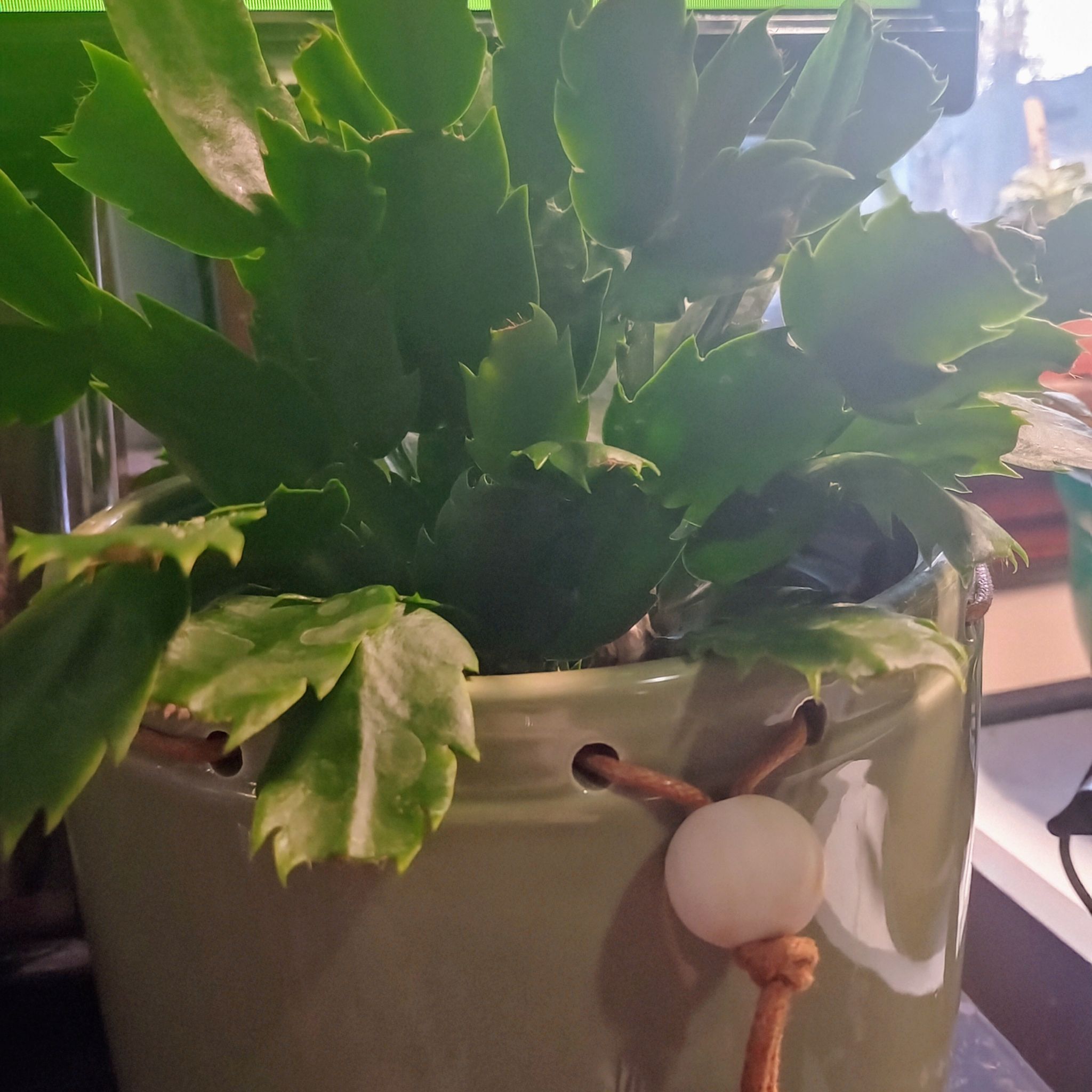 Photo of the plant species White Thanksgiving Cactus by @LastingCoccoon named Gaga on Greg, the plant care app