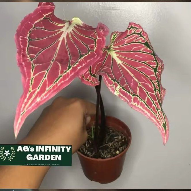 Photo of the plant species Caladium 'Thai Beauty' by @QueenPinyonpine named Lola on Greg, the plant care app
