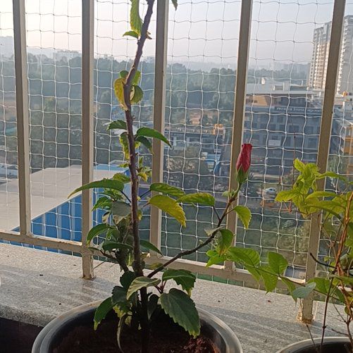 Photo of the plant species Hibiscus by @RoundBabyjumpup named Michelle Branch on Greg, the plant care app