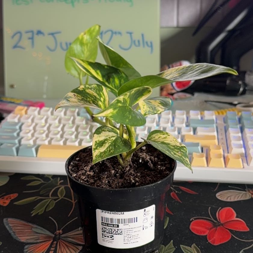 Photo of the plant species Devils Ivy by @LilLilli named Oscar Tales on Greg, the plant care app