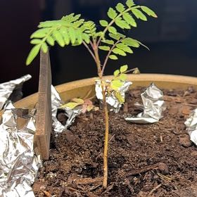 Photo of the plant species Brazilian Rosewood by @DiligentRedsky named Hank Scorpio III on Greg, the plant care app