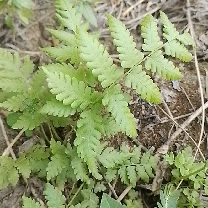Photo of the plant species Crested Wood Fern by @KindCanadianyew named Rainier on Greg, the plant care app