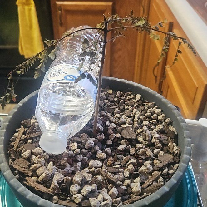 Photo of the plant species Jacaranda mimosifolia by @SoaringJuniper named Rainier on Greg, the plant care app
