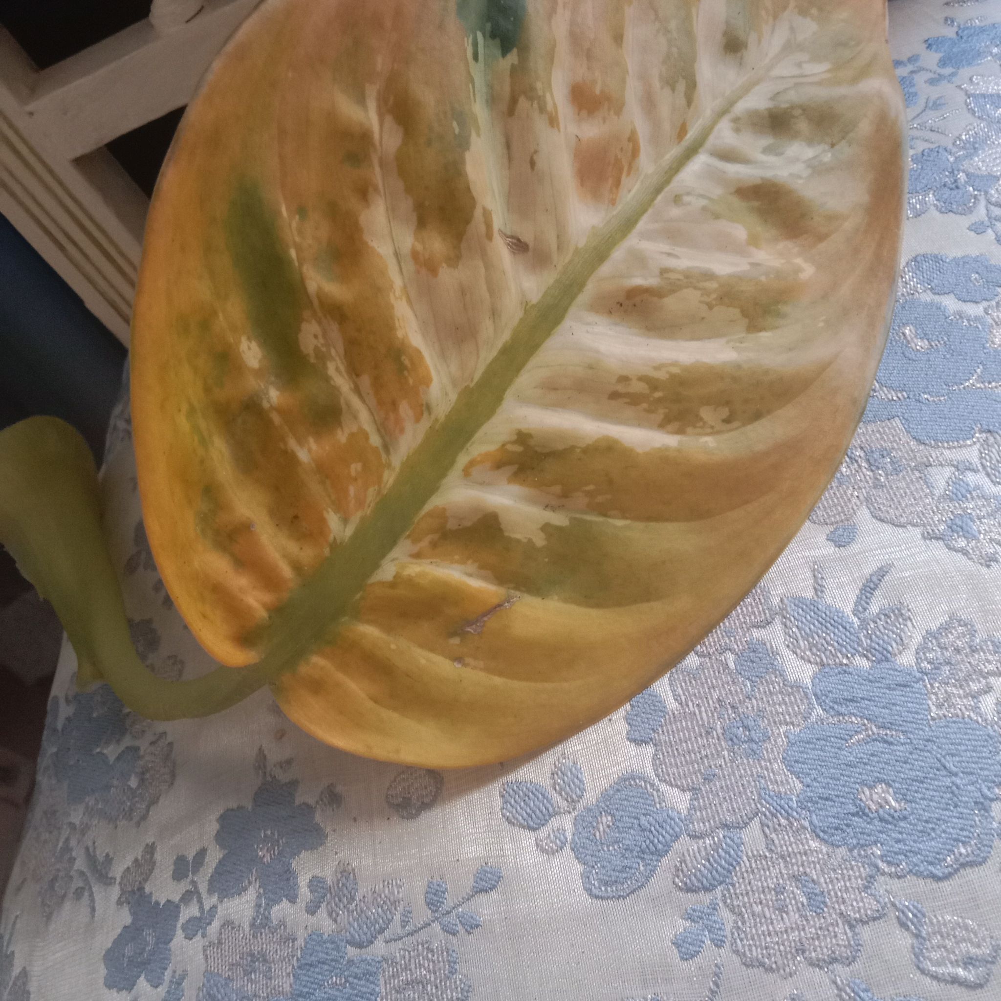 Photo of the plant species Beehive Ginger by @VigorousBanana named Sanders on Greg, the plant care app