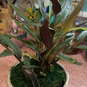 Photo of the plant species Alpinia by @BusyBlackash named Tree Diddy on Greg, the plant care app