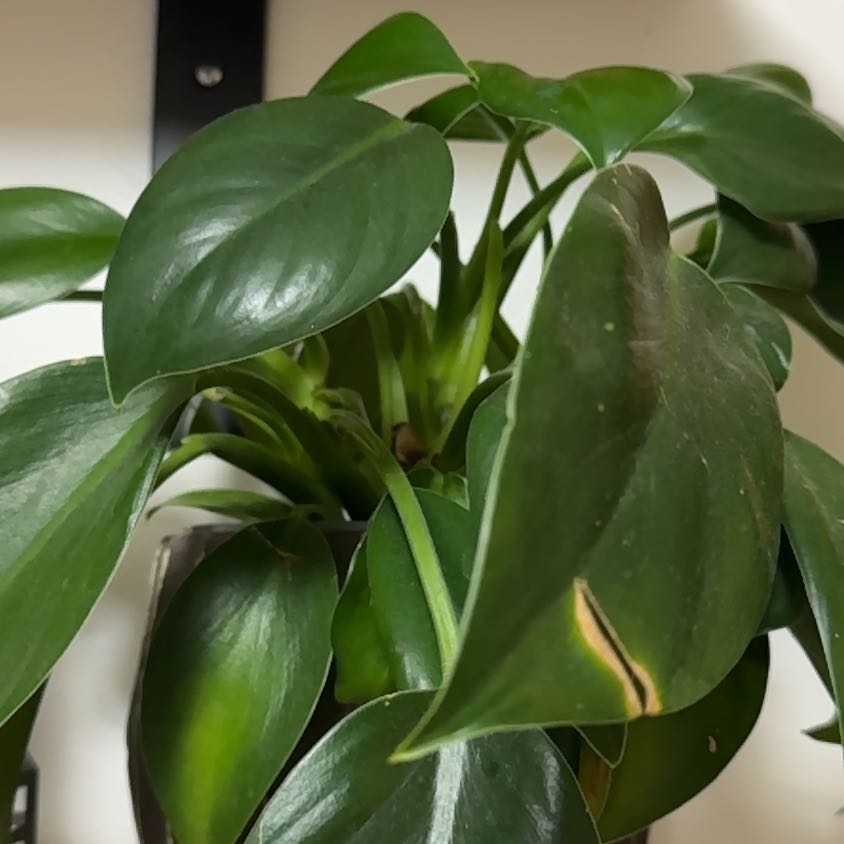 Photo of the plant species Congo Apple Philodendron by @BusyBlackash named Shakira on Greg, the plant care app