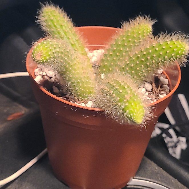 Photo of the plant species Monkey's Tail Cactus by @UniqueBrakefern named Tolkien on Greg, the plant care app