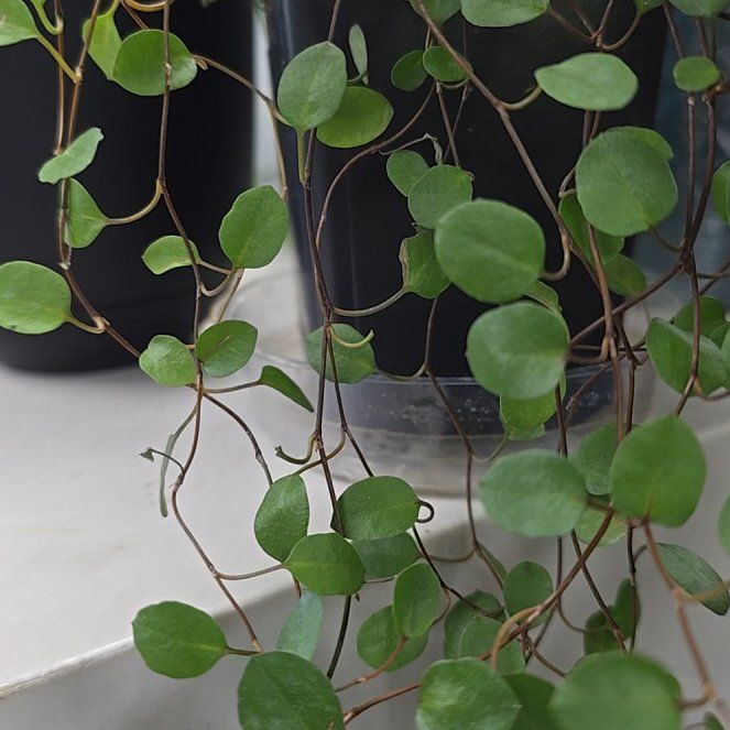 Photo of the plant species Sprawling Wirevine by @PrimoSiamsilver named Sonora on Greg, the plant care app