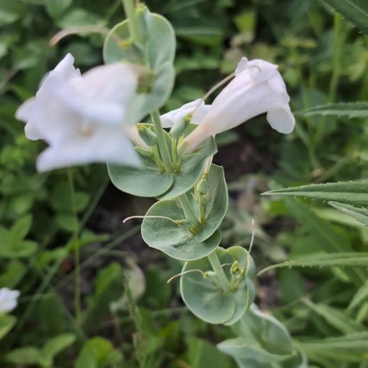 Photo of the plant species Peach-Leaved Bellflower by @SmartAgave named Austen on Greg, the plant care app