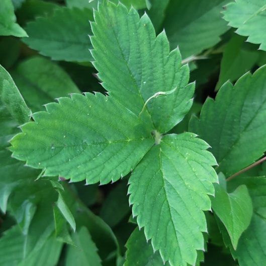 Photo of the plant species Scarlet Strawberry by @SmartAgave named Hemingway on Greg, the plant care app