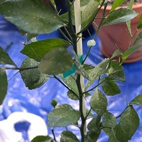 Photo of the plant species Red Finger Lime by @GiddySweetmint named Eric on Greg, the plant care app