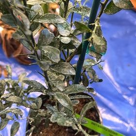 Photo of the plant species Green Finger Lime by @GiddySweetmint named Athena on Greg, the plant care app