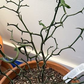 Photo of the plant species Citrus Flying Dragon by @GiddySweetmint named Sanders on Greg, the plant care app